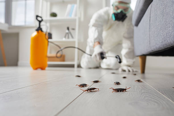 Commercial Kitchen Cockroach Control in Casa Conejo
